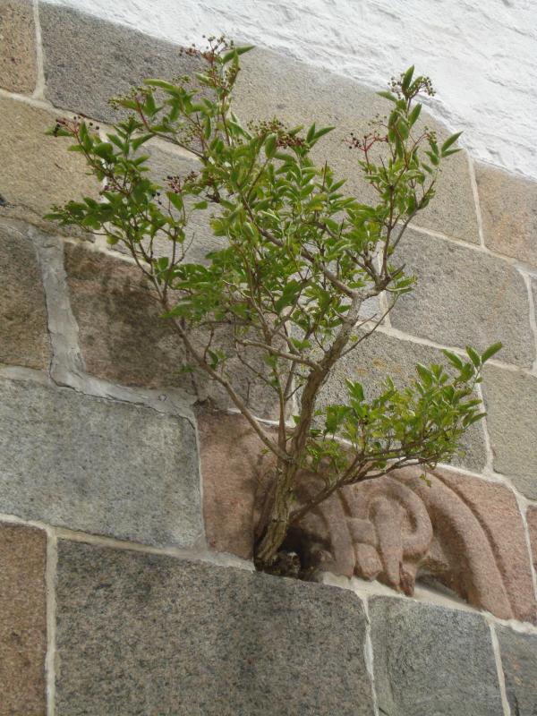 Hyldebusken i kirkemuren